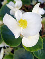 Begonia semperflorens