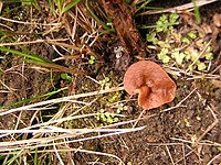 List Of Poisonous Fungus Species