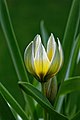 * Nomination: Tulipa tarda - Sterntulpe, Wildtulpe --YvoBentele 08:10, 22 March 2020 (UTC)  Comment needs some denoising. --MB-one 08:35, 22 March 2020 (UTC) Done * * Review needed