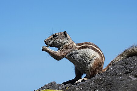 Sóc đất Barbary