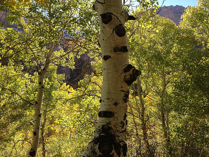 File:2013-10-06 14 55 12 Aspens along the Changing Canyon Trail in Lamoille Canyon, Nevada.jpg