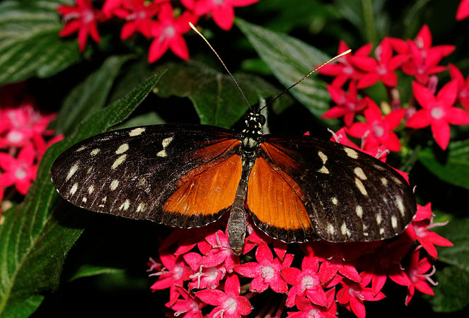 Heliconius hecale