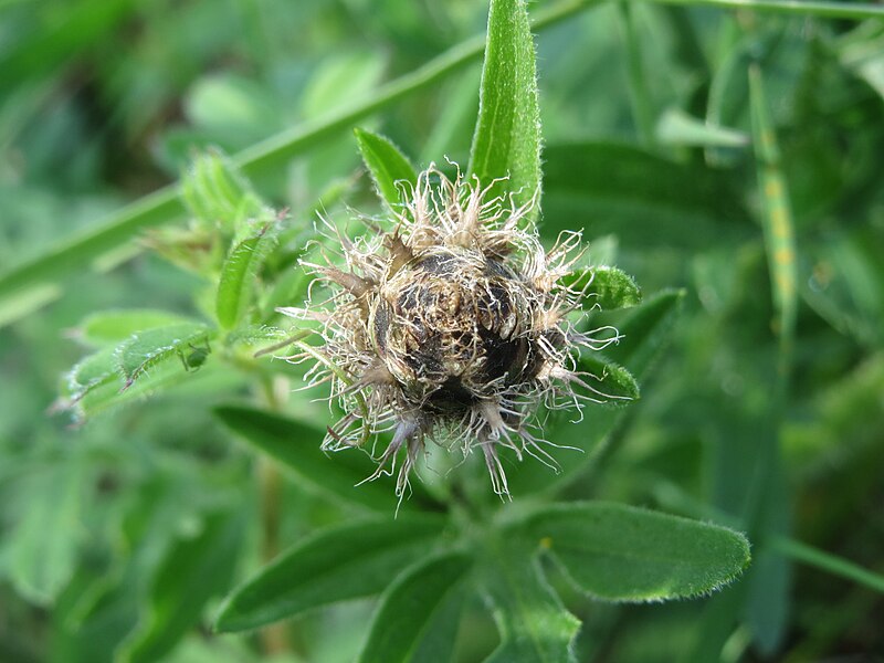 File:20140406Centaurea scabiosa2.jpg