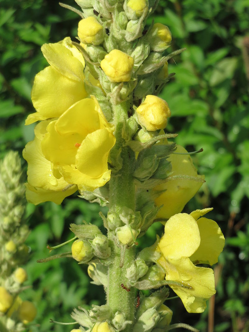 Коровяк Verbascum Honey Dijon