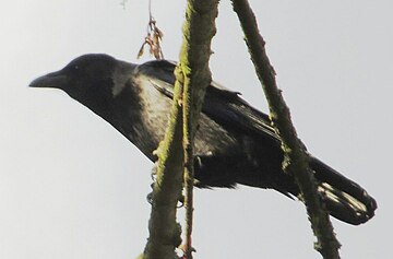 Hybrid with dark belly, dark gray nape
