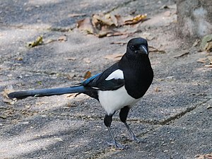 2016.10.11.-08-Mannheim Vogelstang--Elster.jpg