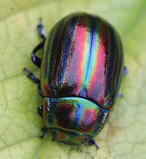 Chrysolina cerealis cerealis