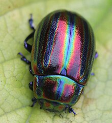 2016 10 10 Chrysolina cerealis.jpg 