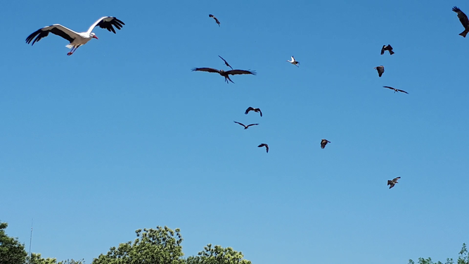 Divers oiseaux en vol au Puy-du-Fou (France)