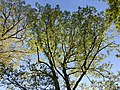 2021-04-27 18 16 13 View up into the canopy of a White Oak leafing out during spring in the Franklin Glen section of Chantilly, Fairfax County, Virginia.jpg