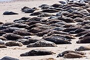 Seals at Horsey Dunes in Norfolk, United Kingdom.