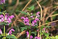 * Nomination: A spotted dead-nettle in the Echinger Lohe --FlocciNivis 09:26, 23 October 2022 (UTC) * Review  Comment The DoF is very very small. --Sebring12Hrs 06:57, 25 October 2022 (UTC)