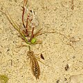 * Nomination The larvae of a green darner in a puddle of the nature reserve Südliche Fröttmaninger Heide --FlocciNivis 11:27, 6 May 2023 (UTC) * Promotion If you're referring to the thing in the middle of the picture, that's one larva, and it's really clearly photographed, but would you consider cropping out the big blurs in the near left corner? You'd end up with a much smaller picture, but it would still be big enough. -- Ikan Kekek 01:23, 7 May 2023 (UTC)  Done I did a square crop now without the blurry algae in the foreground --FlocciNivis 09:01, 7 May 2023 (UTC) comment: I think a crop with the subject (the insect) close to the centre of the photo would be much better; from the original, crop to e.g. 3,000 x 2,000 pixels with the same centre as the original. As an aside, it isn't a Green Darner (Anax junius) as that is a North American species; I edited it to 'unidentified emperor'. - MPF 00:40, 8 May 2023 (UTC) That isn't an aside. My understanding is that at least the genus has to be identified for a photo of a living thing to be a QI. Do we know the genus of this creature? -- Ikan Kekek 09:16, 8 May 2023 (UTC) Anax is a genus --FlocciNivis 09:21, 14 May 2023 (UTC) I see. Good quality. -- Ikan Kekek 20:24, 15 May 2023 (UTC)