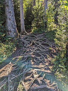 Wurzelsteig (hiking trail)