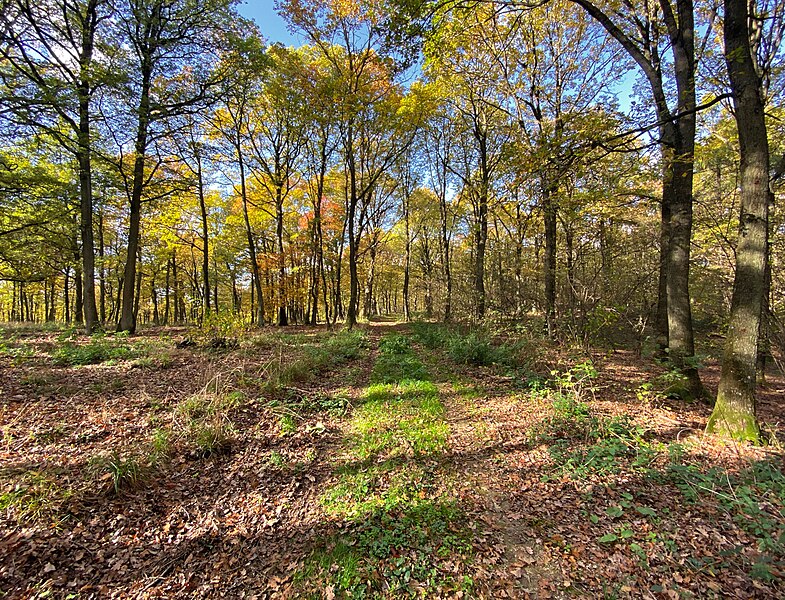 File:2032 Enzersdorf im Thale, Ernstbrunner Wald Waldweg 2022-10-25.jpg