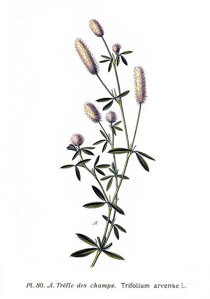 File:80 Trifolium arvense L.jpg