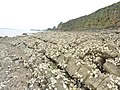 Huîtres sauvages sur les rochers entre l'Anse du Bourg et Moulin Mer.
