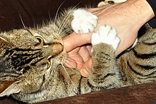 Une main caressant un chat sur le ventre. Le chat est retourné vers la main qu'il mord et qu'il agrippe de ses pattes.