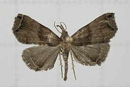 Hipoepa biasalis