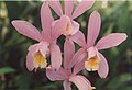 A and B Larsen orchids - Cattleya loddigesii 332-15.jpg