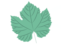 A leaf.png