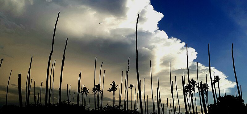 File:Abandoned coconut trees in Tamilnadu.jpg