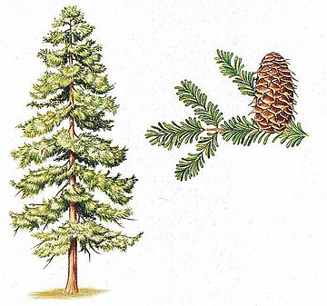 Sapin de Nordmann