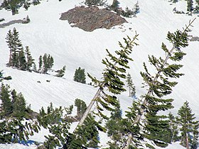 Young trees with avalanche damage, Mount Shasta, California