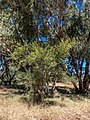 Acacia salicina habit, Burke River floodplain, Boulia, Queensland