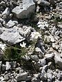 Achillea oxyloba