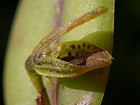 Acianthera melachila