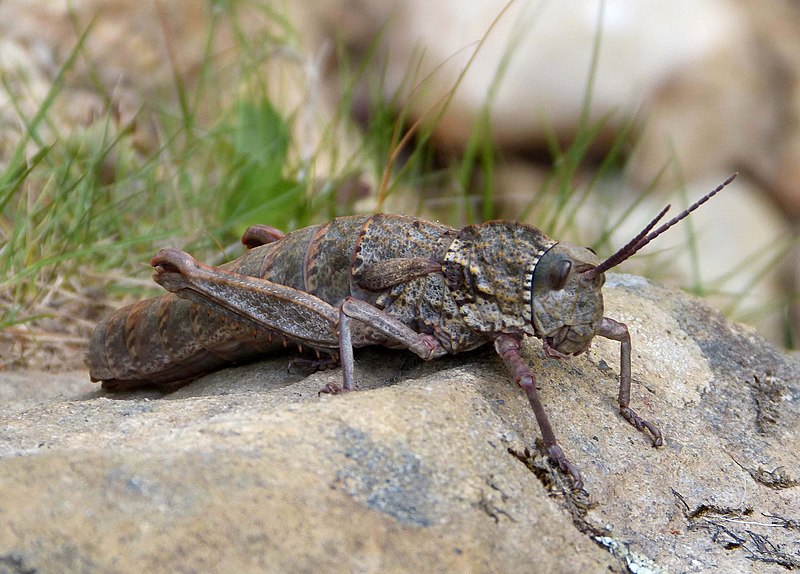 File:Acinipe hesperica. Pamphagidae. Female - Flickr - gailhampshire (1).jpg