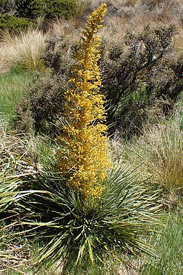 Aciphylla colensoi