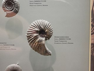 <i>Acrochordiceras</i> Genus of molluscs (fossil)