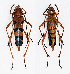 Acrocyrtidus argenteofasciatus