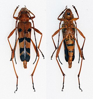 <i>Acrocyrtidus</i> Genus of beetles
