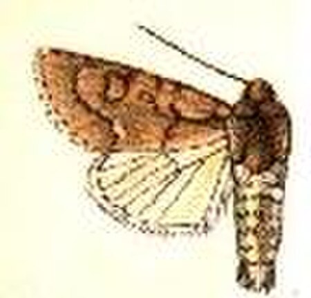 Acronicta_tota