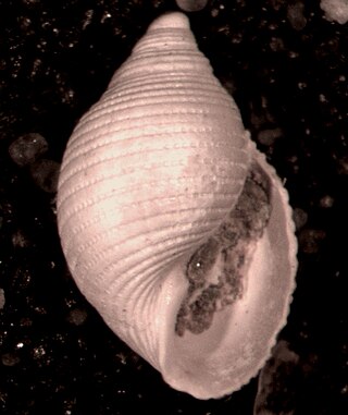 <i>Acteon pomilius</i> Extinct species of gastropods