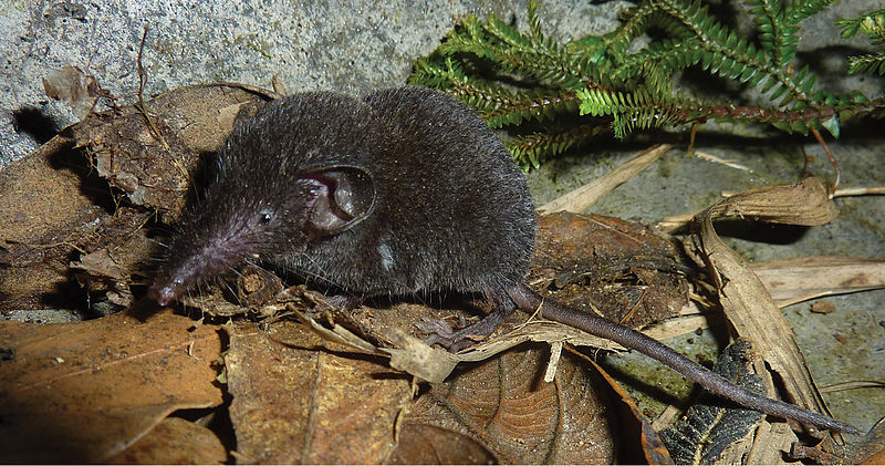 File:Adult male Crocidura sapaensis (ZIN 99779) - ZooKeys-313-100-g002.jpeg