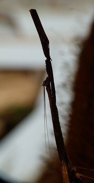 <i>Aethalochroa</i> Genus of praying mantises