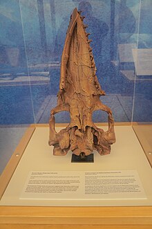 Aetiocetus skull.jpg