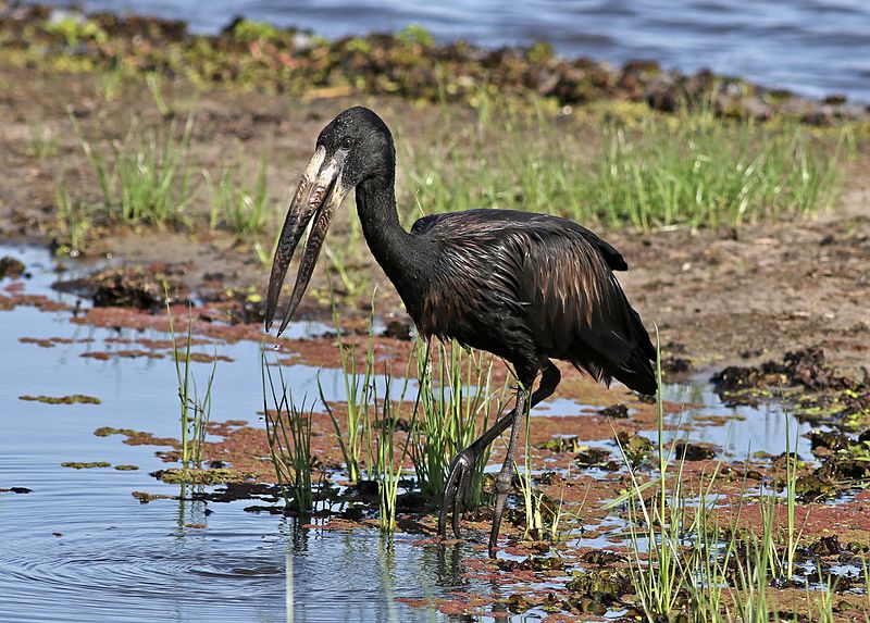 File:African openbill, Anastomus lamelligerus, Chobe National Park, Botswana (32390774275).jpg