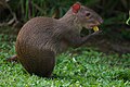 "Agouti_chewing.jpg" by User:LenaWild