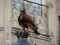 Eagle of Harris, America