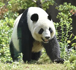 Panda Veľká