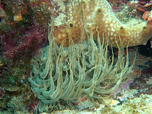 Aiptasia mutabilis, photo taken from the Mediterranean coast off Murcia.