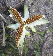 Plant Vrucht: Vruchttypen, Vruchtontwikkeling, Verspreiding van zaden en vruchten