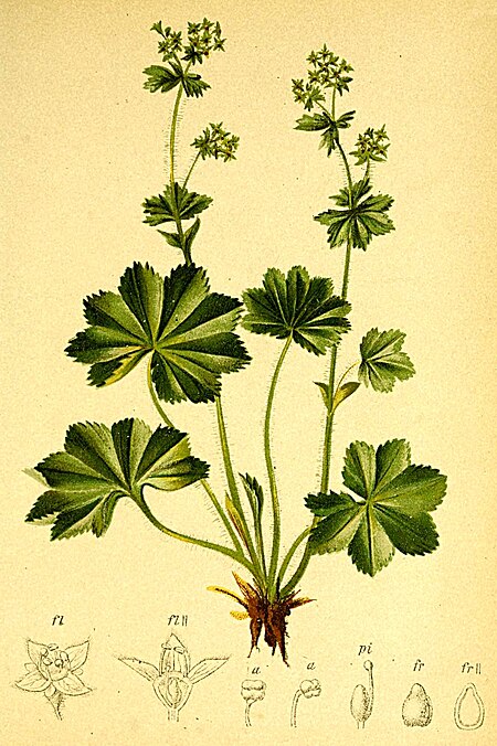 Tập_tin:Alchemilla_pubescens_Atlas_Alpenflora.jpg