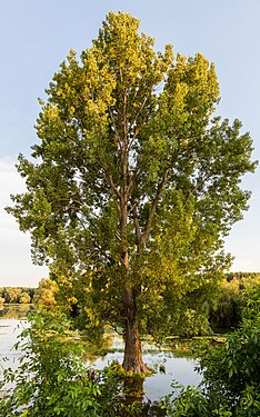 Common alder (Alnus glutinosa), Dunarea Veche natural protected area, Macin