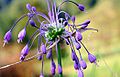 Allium carinatum ENBLA04.jpg